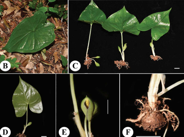 武汉植物园发表马达加斯加天南星科新种——中-非中心灰岩芋
